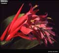 Billbergia 'Uranos'