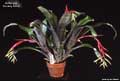 Billbergia 'Smokey Rose'