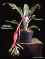 Billbergia 'Smokey Rose'