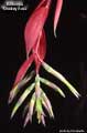 Billbergia 'Smokey Rose'