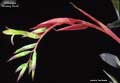 Billbergia 'Smokey Rose'