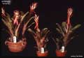 Billbergia 'Cecelia'