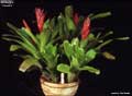 Billbergia 'Cecelia'