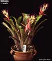 Billbergia 'Cecelia'