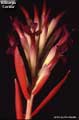 Billbergia 'Cecelia'