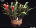 Billbergia 'Red'