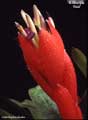 Billbergia 'Red'