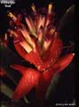 Billbergia 'Red'