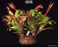 Billbergia 'Gothensis'