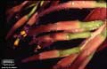 Billbergia 'Gothensis'