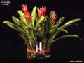 Billbergia 'Fricker'