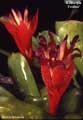 Billbergia 'Fricker'