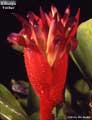 Billbergia 'Fricker'