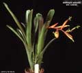 Billbergia amoena var. carnea