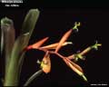 Billbergia amoena var. carnea