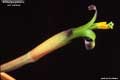 Billbergia amoena var. carnea