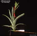 Billbergia amoena var. stolonifera