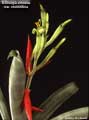 Billbergia amoena var. stolonifera