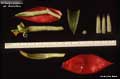 Billbergia amoena var. stolonifera