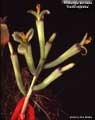 Billbergia amoena 'Red Empress'