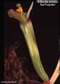 Billbergia amoena 'Red Empress'