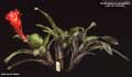 Billbergia pyramidalis var. bicolor