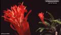 Billbergia pyramidalis var. bicolor