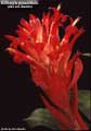 Billbergia pyramidalis var. bicolor