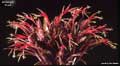 Billbergia 'Pixie'