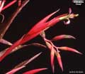Billbergia 'Pixie'
