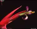 Billbergia 'Pixie'