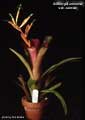 Billbergia amoena var. carnea