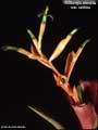 Billbergia amoena var. carnea
