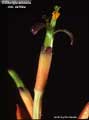 Billbergia amoena var. carnea