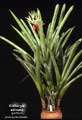 Billbergia amoena giant form