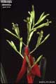 Billbergia amoena giant form