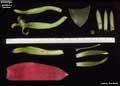 Billbergia amoena giant form