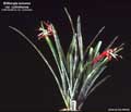 Billbergia amoena var. cylindracea