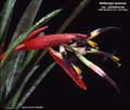 Billbergia amoena var. cylindracea