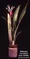 Billbergia saundersii as debilis