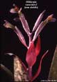 Billbergia saundersii as debilis