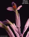 Billbergia saundersii as debilis