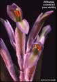 Billbergia saundersii as debilis