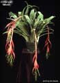 Billbergia 'Windii'