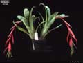Billbergia 'Windii'