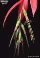 Billbergia 'Windii'
