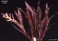 Billbergia 'Yayee'