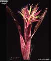 Billbergia 'Yayee'
