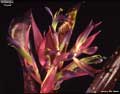 Billbergia 'Yayee'