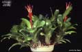 Billbergia 'Hertzii'